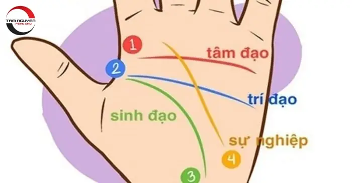 Hướng Dẫn Cách Xem Tướng Số Qua Đường Chỉ Tay Cho Người Mới Tìm Hiểu Hướng Dẫn Cách Xem Tướng Số Qua Đường Chỉ Tay Cho Người Mới Tìm Hiểu