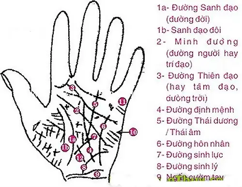 Hướng Dẫn Cách Xem Tướng Số Qua Đường Chỉ Tay Cho Người Mới Tìm Hiểu Hướng Dẫn Cách Xem Tướng Số Qua Đường Chỉ Tay Cho Người Mới Tìm Hiểu
