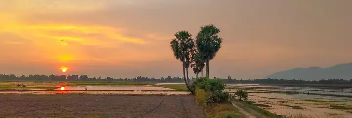Khám Phá Cây Thốt Nốt Trái Tim Ở An Giang: Điểm Check-in "thoát Ế" Của Giới Trẻ