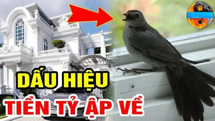Giải Mã Ý Nghĩa Chim Gõ Cửa Là Điềm Gì Và Các Điềm Báo Tốt Xấu Khi Chim Bay Vào Nhà