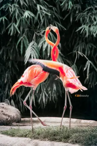 Giải Mã Ý Nghĩa Và Điềm Báo Chim Hồng Hạc: Biểu Tượng Phong Thủy Và Thông Điệp Tâm Linh Giải Mã Ý Nghĩa Và Điềm Báo Chim Hồng Hạc: Biểu Tượng Phong Thủy Và Thông Điệp Tâm Linh