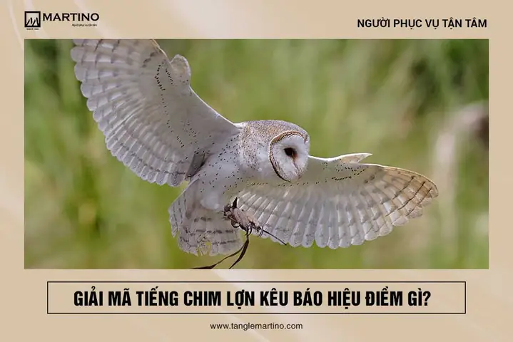 Giải Mã Điềm Báo Tiếng Chim Lợn Kêu: Xấu Hay Tốt Theo Dân Gian Và Khoa Học Giải Mã Điềm Báo Tiếng Chim Lợn Kêu: Xấu Hay Tốt Theo Dân Gian Và Khoa Học