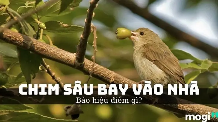Giải Mã Ý Nghĩa Chim Sâu Đậu Ở Cửa Sổ: Điềm Báo Phong Thủy Cho Gia Chủ Giải Mã Ý Nghĩa Chim Sâu Đậu Ở Cửa Sổ: Điềm Báo Phong Thủy Cho Gia Chủ