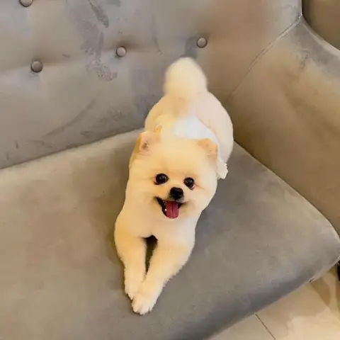 Chợ Hàng Hải Phòng Bán Chó: Địa Chỉ, Lịch Mở, Giá Và Hướng Dẫn Mua An Toàn Chợ Hàng Hải Phòng Bán Chó: Địa Chỉ, Lịch Mở, Giá Và Hướng Dẫn Mua An Toàn