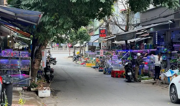 Chợ Hàng Hải Phòng Bán Chó: Địa Chỉ, Lịch Mở, Giá Và Hướng Dẫn Mua An Toàn Chợ Hàng Hải Phòng Bán Chó: Địa Chỉ, Lịch Mở, Giá Và Hướng Dẫn Mua An Toàn