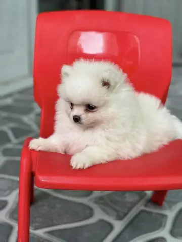 Chợ Hàng Hải Phòng Bán Chó: Địa Chỉ, Lịch Mở, Giá Và Hướng Dẫn Mua An Toàn Chợ Hàng Hải Phòng Bán Chó: Địa Chỉ, Lịch Mở, Giá Và Hướng Dẫn Mua An Toàn