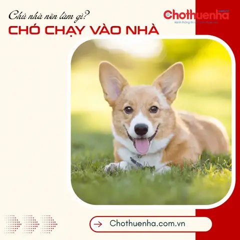 Giải Mã Điềm Báo Chó Vào Nhà: Tốt Hay Xấu Theo Phong Thủy Dân Gian