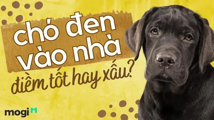 Giải Mã Điềm Báo Chó Vào Nhà: Tốt Hay Xấu Theo Phong Thủy Dân Gian