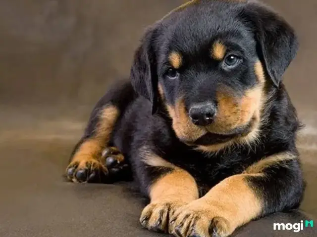 Giải Mã Điềm Báo Chó Vào Nhà: Tốt Hay Xấu Theo Phong Thủy Dân Gian