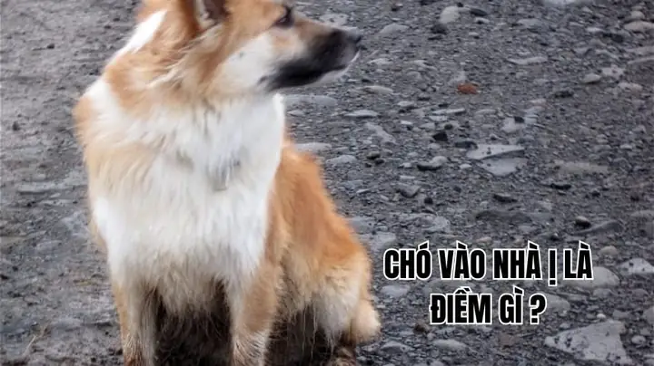 Giải Mã Điềm Báo Chó Vào Nhà Ỉa: Điềm Lành Hay Điềm Dữ Theo Phong Thủy?