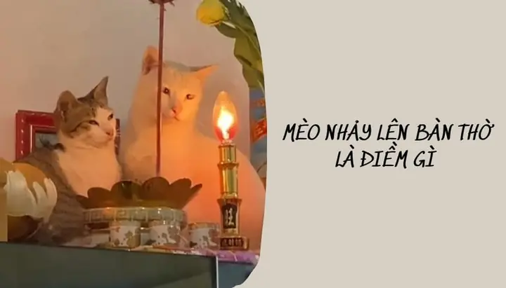 Giải Mã Điềm Báo Chó Vào Nhà Ỉa: Điềm Lành Hay Điềm Dữ Theo Phong Thủy?