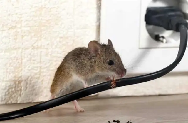 Giải Mã Điềm Báo Tiếng Chuột Reo Ban Đêm: Tốt Hay Xấu Và Con Số Liên Quan Giải Mã Điềm Báo Tiếng Chuột Reo Ban Đêm: Tốt Hay Xấu Và Con Số Liên Quan