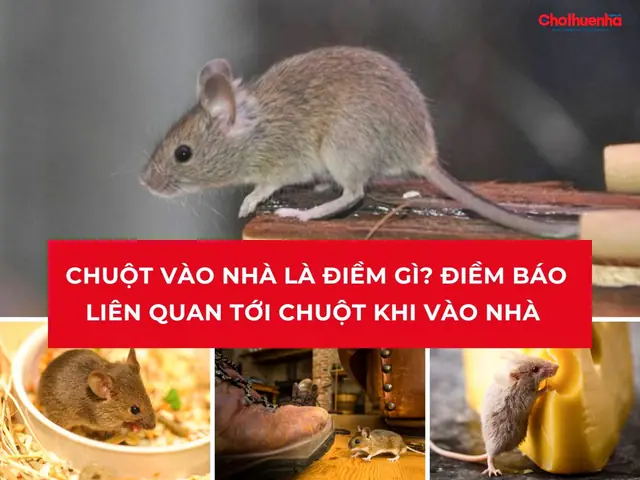 Giải Mã Điềm Báo Tiếng Chuột Reo Ban Đêm: Tốt Hay Xấu Và Con Số Liên Quan Giải Mã Điềm Báo Tiếng Chuột Reo Ban Đêm: Tốt Hay Xấu Và Con Số Liên Quan