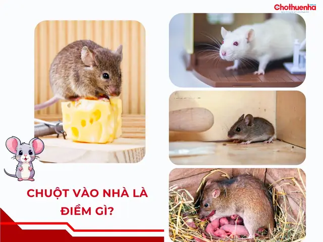Giải Mã Điềm Báo Tiếng Chuột Reo Ban Đêm: Tốt Hay Xấu Và Con Số Liên Quan Giải Mã Điềm Báo Tiếng Chuột Reo Ban Đêm: Tốt Hay Xấu Và Con Số Liên Quan