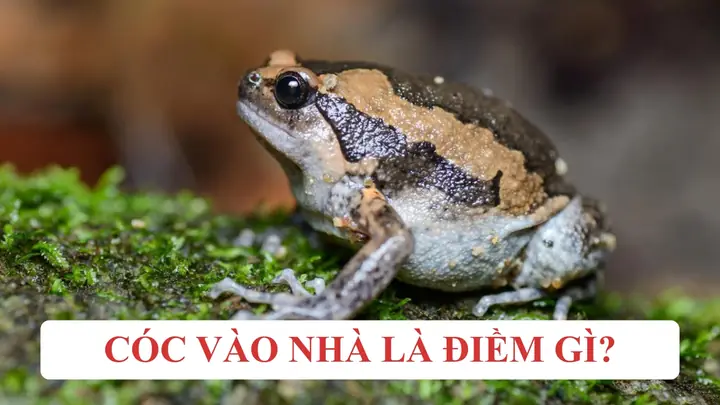 Giải Mã Điềm Báo Cóc Nhái Vào Nhà Là Tốt Hay Xấu Theo Phong Thủy Giải Mã Điềm Báo Cóc Nhái Vào Nhà Là Tốt Hay Xấu Theo Phong Thủy