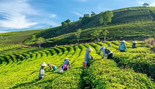 Khám Phá Cao Nguyên Vân Hòa - Đà Lạt 2 Ở Phú Yên Cho Người Yêu Du Lịch Thiên Nhiên Khám Phá Cao Nguyên Vân Hòa - Đà Lạt 2 Ở Phú Yên Cho Người Yêu Du Lịch Thiên Nhiên