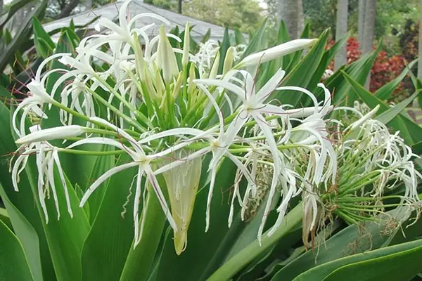 Tìm Hiểu Ý Nghĩa Phong Thủy Và Cách Trồng Cây Đại Tướng Quân Hoa Kiểng Cho Người Chơi Cây Cảnh