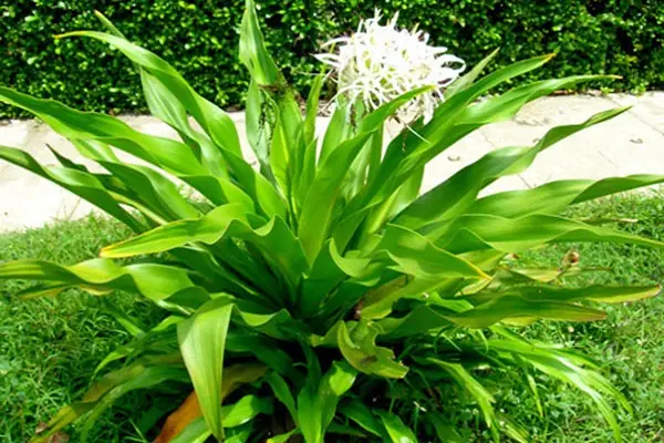 Tìm Hiểu Ý Nghĩa Phong Thủy Và Cách Trồng Cây Đại Tướng Quân Hoa Kiểng Cho Người Chơi Cây Cảnh