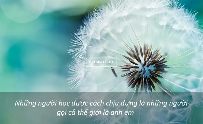 Danh Ngôn Về Chữ Nhẫn: 30 Câu Hay, Ý Nghĩa Và Cách Áp Dụng Trong Cuộc Sống Danh Ngôn Về Chữ Nhẫn: 30 Câu Hay, Ý Nghĩa Và Cách Áp Dụng Trong Cuộc Sống