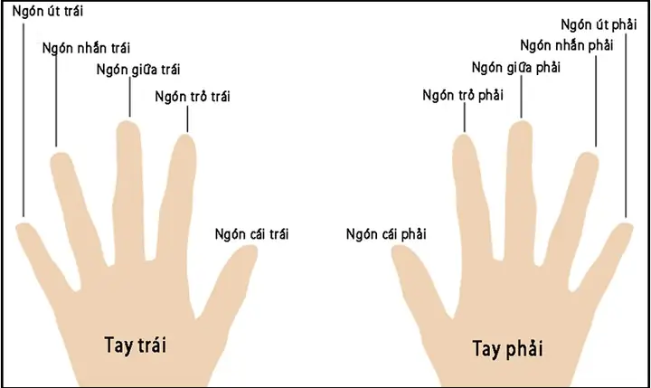 Hướng Dẫn Đeo Nhẫn Phong Thủy Tay Nào Cho Nam Và Nữ Theo Phong Thủy Hướng Dẫn Đeo Nhẫn Phong Thủy Tay Nào Cho Nam Và Nữ Theo Phong Thủy