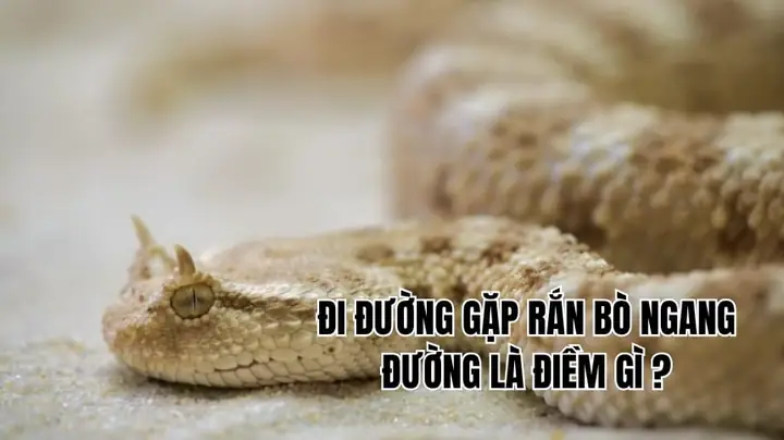 Giải Mã Điềm Báo Đi Đường Gặp Rắn Là May Mắn Hay Xui Theo Quan Niệm Dân Gian