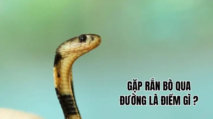 Giải Mã Điềm Báo Đi Đường Gặp Rắn Là May Mắn Hay Xui Theo Quan Niệm Dân Gian