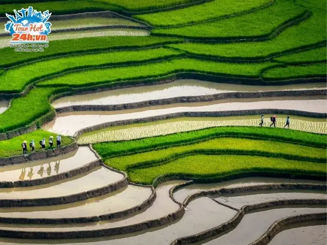 Đi Mù Cang Chải Tháng Nào Đẹp Nhất? Lịch Trình Thời Điểm Vàng Cho Du Lịch