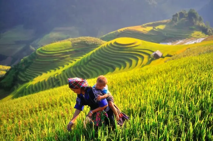 Đi Mù Cang Chải Tháng Nào Đẹp Nhất? Lịch Trình Thời Điểm Vàng Cho Du Lịch