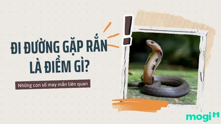Giải Mã Điềm Gặp Rắn Khi Đi Về: May Mắn Hay Xui Và Con Số Lô Đề