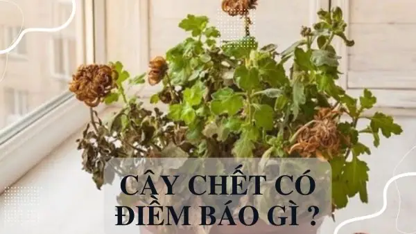 Giải Mã Điềm Báo Cây Chết Trong Nhà: Ý Nghĩa Phong Thủy Và Nguyên Nhân Thực Tế Cho Gia Chủ
