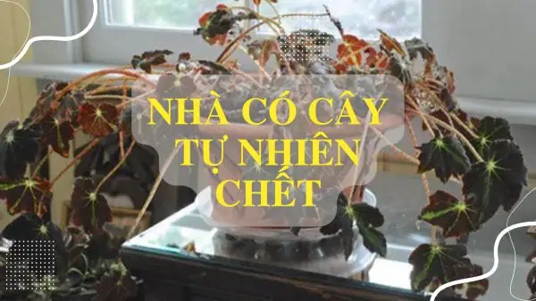 Giải Mã Điềm Báo Cây Chết Trong Nhà: Ý Nghĩa Phong Thủy Và Nguyên Nhân Thực Tế Cho Gia Chủ