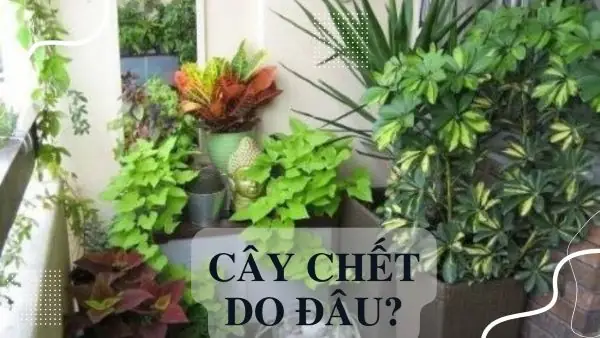 Giải Mã Điềm Báo Cây Chết Trong Nhà: Ý Nghĩa Phong Thủy Và Nguyên Nhân Thực Tế Cho Gia Chủ