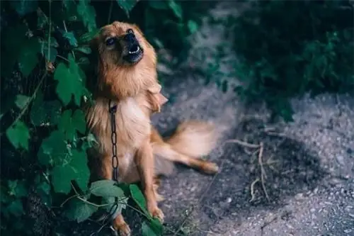 Giải Mã Điềm Báo Chó Sủa: Ý Nghĩa Tâm Linh Và Nguyên Nhân Khoa Học Bạn Cần Biết Giải Mã Điềm Báo Chó Sủa: Ý Nghĩa Tâm Linh Và Nguyên Nhân Khoa Học Bạn Cần Biết