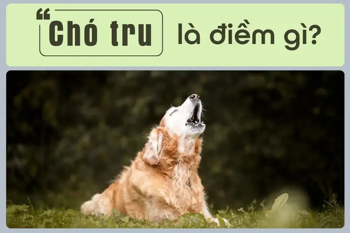 Giải Mã Điềm Báo Chó Sủa: Ý Nghĩa Tâm Linh Và Nguyên Nhân Khoa Học Bạn Cần Biết Giải Mã Điềm Báo Chó Sủa: Ý Nghĩa Tâm Linh Và Nguyên Nhân Khoa Học Bạn Cần Biết