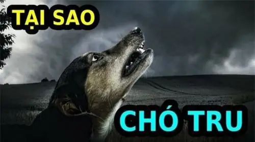 Giải Mã Điềm Báo Chó Sủa: Ý Nghĩa Tâm Linh Và Nguyên Nhân Khoa Học Bạn Cần Biết Giải Mã Điềm Báo Chó Sủa: Ý Nghĩa Tâm Linh Và Nguyên Nhân Khoa Học Bạn Cần Biết