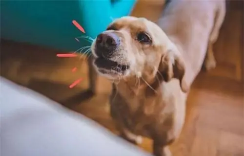 Giải Mã Điềm Báo Chó Sủa: Ý Nghĩa Tâm Linh Và Nguyên Nhân Khoa Học Bạn Cần Biết Giải Mã Điềm Báo Chó Sủa: Ý Nghĩa Tâm Linh Và Nguyên Nhân Khoa Học Bạn Cần Biết