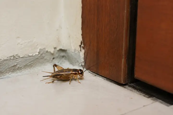 Giải Mã Điềm Báo Con Dế Kêu Và Bay Vào Nhà: Ý Nghĩa Phong Thủy May Mắn Cho Gia Chủ