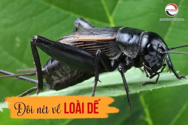 Giải Mã Điềm Báo Con Dế Kêu Và Bay Vào Nhà: Ý Nghĩa Phong Thủy May Mắn Cho Gia Chủ