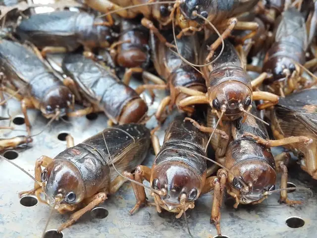 Giải Mã Điềm Báo Con Dế Kêu Và Bay Vào Nhà: Ý Nghĩa Phong Thủy May Mắn Cho Gia Chủ