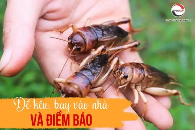 Giải Mã Điềm Báo Con Dế Kêu Và Bay Vào Nhà: Ý Nghĩa Phong Thủy May Mắn Cho Gia Chủ