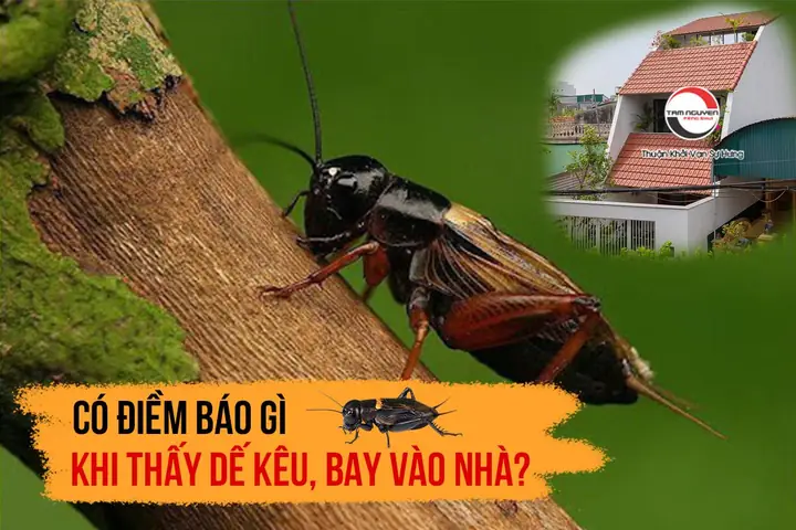 Giải Mã Điềm Báo Con Dế Kêu Và Bay Vào Nhà: Ý Nghĩa Phong Thủy May Mắn Cho Gia Chủ