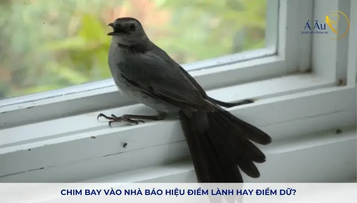 Giải Mã Điềm Báo Chim Bay Đâm Vào Cửa Kính: Ý Nghĩa Tâm Linh Và Nguyên Nhân Khoa Học Giải Mã Điềm Báo Chim Bay Đâm Vào Cửa Kính: Ý Nghĩa Tâm Linh Và Nguyên Nhân Khoa Học