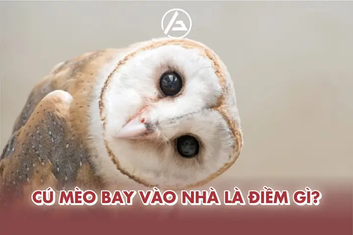 Giải Mã Điềm Báo Khi Cú Mèo Bay Vào Nhà: Tốt Hay Xấu Cho Gia Chủ?