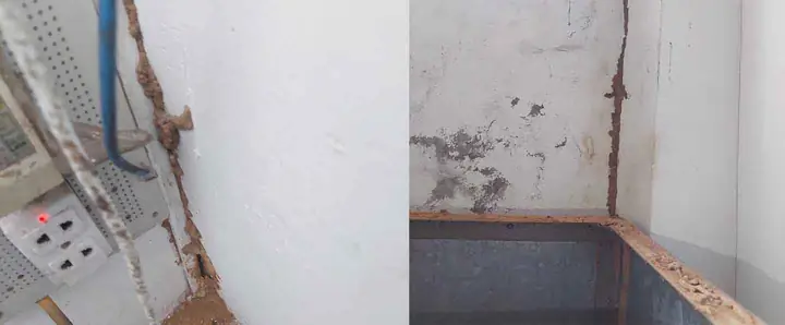 Giải Mã Điềm Báo Mối Làm Tổ Trong Nhà: Tốt Hay Xấu Theo Phong Thủy?