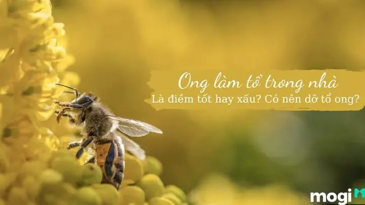 Giải Mã Điềm Báo Ong Làm Tổ Trong Nhà: Tốt Hay Xấu Và Ý Nghĩa Phong Thủy Cho Gia Chủ Giải Mã Điềm Báo Ong Làm Tổ Trong Nhà: Tốt Hay Xấu Và Ý Nghĩa Phong Thủy Cho Gia Chủ