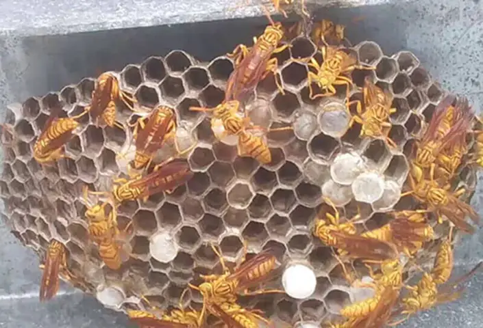 Giải Mã Điềm Báo Ong Làm Tổ Trong Nhà: Tốt Hay Xấu Và Ý Nghĩa Phong Thủy Cho Gia Chủ Giải Mã Điềm Báo Ong Làm Tổ Trong Nhà: Tốt Hay Xấu Và Ý Nghĩa Phong Thủy Cho Gia Chủ