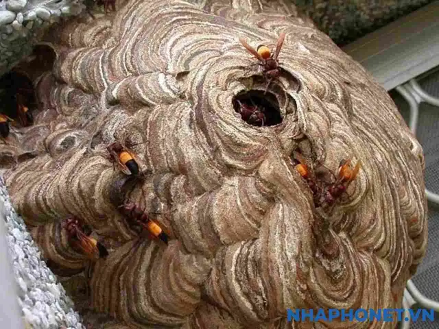 Giải Mã Điềm Báo Ong Làm Tổ Trong Nhà: Tốt Hay Xấu Và Ý Nghĩa Phong Thủy Cho Gia Chủ Giải Mã Điềm Báo Ong Làm Tổ Trong Nhà: Tốt Hay Xấu Và Ý Nghĩa Phong Thủy Cho Gia Chủ