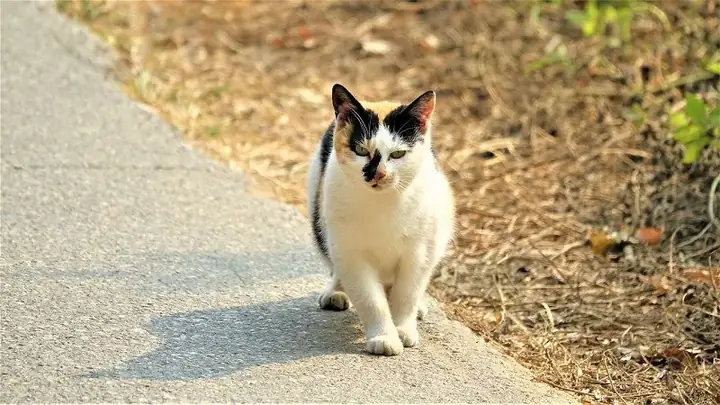Giải Mã Điềm Báo Và Dấu Hiệu Sức Khỏe Của Loài Mèo Cho Chủ Nuôi Giải Mã Điềm Báo Và Dấu Hiệu Sức Khỏe Của Loài Mèo Cho Chủ Nuôi