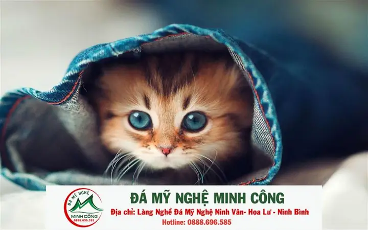 Giải Mã Điềm Báo Và Dấu Hiệu Sức Khỏe Của Loài Mèo Cho Chủ Nuôi Giải Mã Điềm Báo Và Dấu Hiệu Sức Khỏe Của Loài Mèo Cho Chủ Nuôi