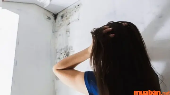 Giải Mã Điềm Báo Giấc Mơ Thấy Nhà Bị Dột: Tốt Hay Xấu Và Ý Nghĩa Phong Thủy